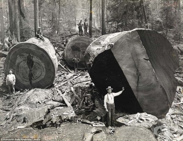 Калифорнийски дървосекачи, които изсичат гигантски секвои, 1915 г.