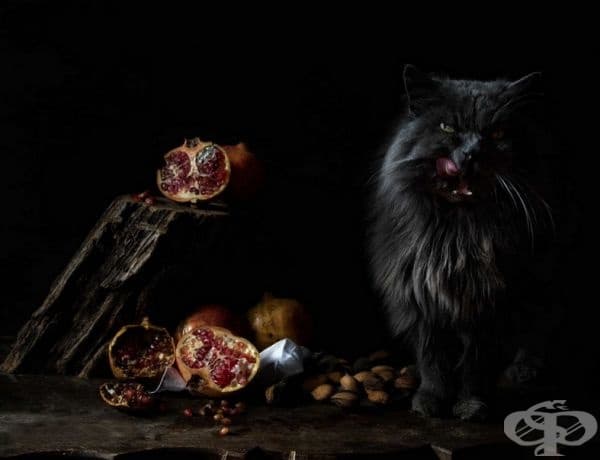 23 котки, които са тъмни като нощта