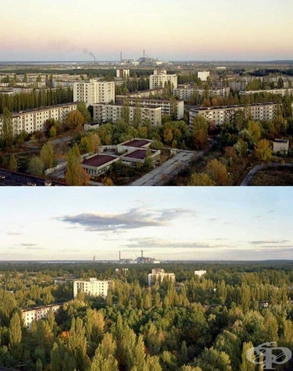 Природата постепенно завзема града.