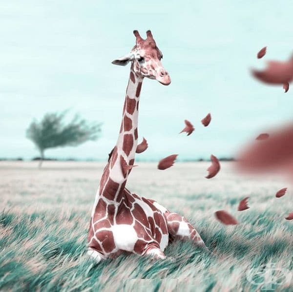 Френски дигитален художник използва умело Photoshop и създава фантастични животни