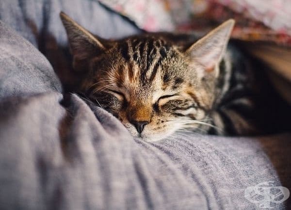 Котките спят около 70% от живота си, което може да е до 16 часа на ден.