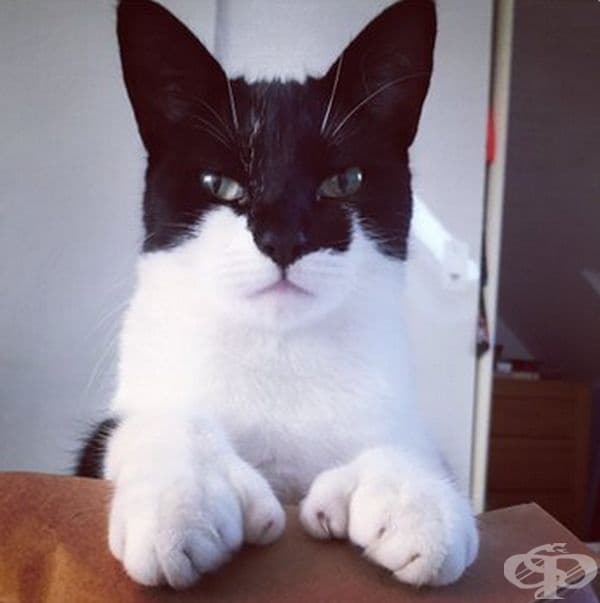 Котка с маска.