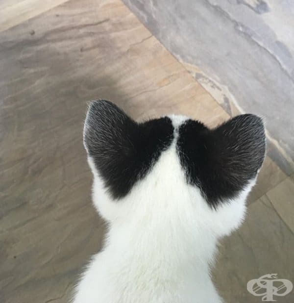 Ушите на това коте са пълни с любов.