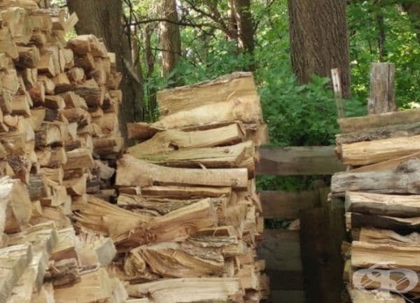 Обзалагаме се, че не можете да намерите всички животни в тези снимки