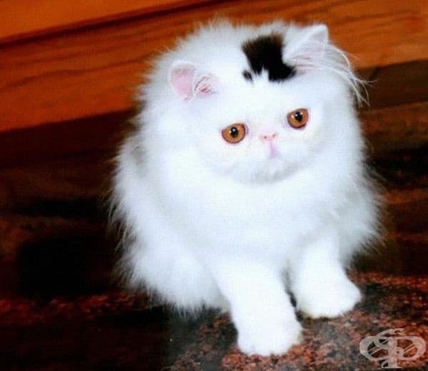 Котенце с малка стилна шапка.