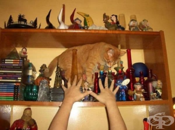Как попадна котката там?