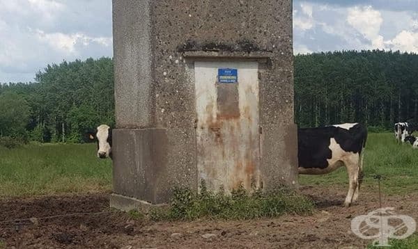 Доста дълга крава, не мислите ли?