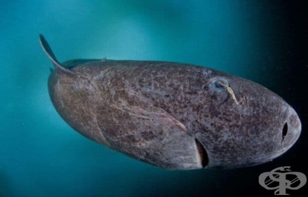 Гренландска акула на 512 години – най-старото гръбначно в света.
