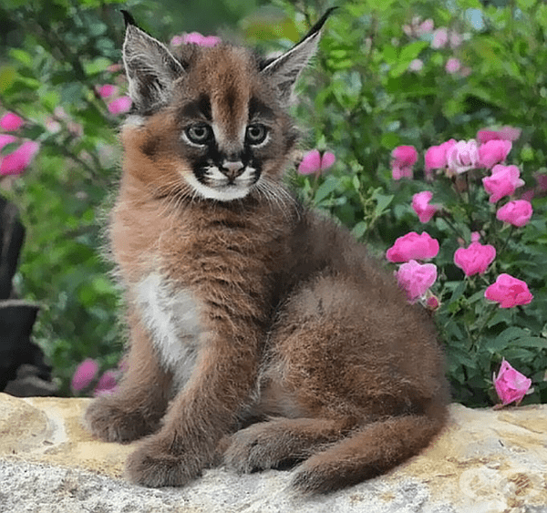 Автор: zoologicalwildlifefoundation