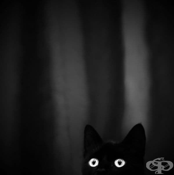 23 котки, които са тъмни като нощта