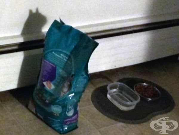 Когато опаковката от храна за котки напомня за котка.
