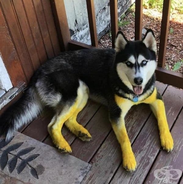 Току-що ходи да бяга в поле от глухарчета.