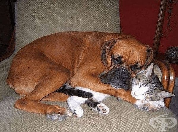 30 кучета и котки, станали най-добри приятели