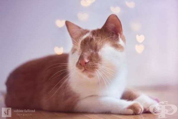 25 снимки на коте, което вижда със сърцето си