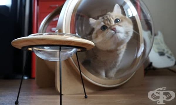 Дизайнерска компания създава космически легла за котки
