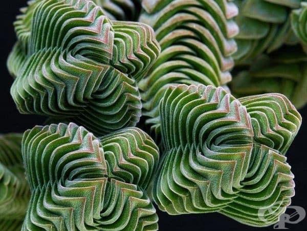 Невероятното растение Crassula.