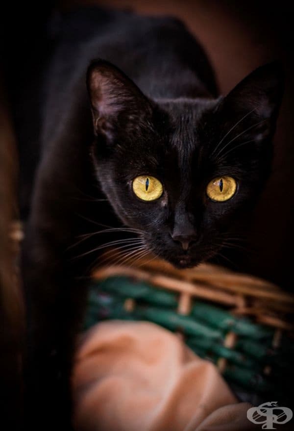 23 котки, които са тъмни като нощта