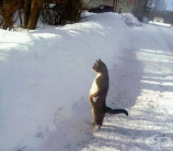 "Къде е колата ми, ...?"
