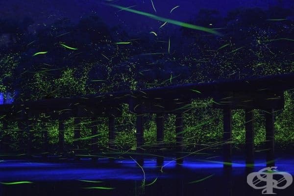 Светулки около малък мост над река Шинано, Япония.