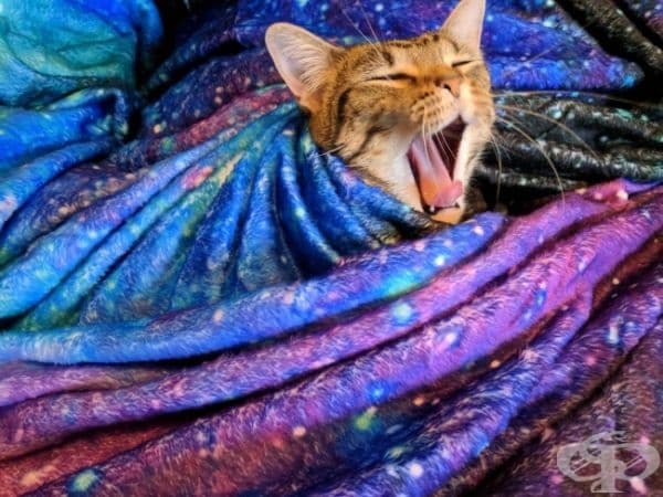 В действителност, котката е центърът на вселената.