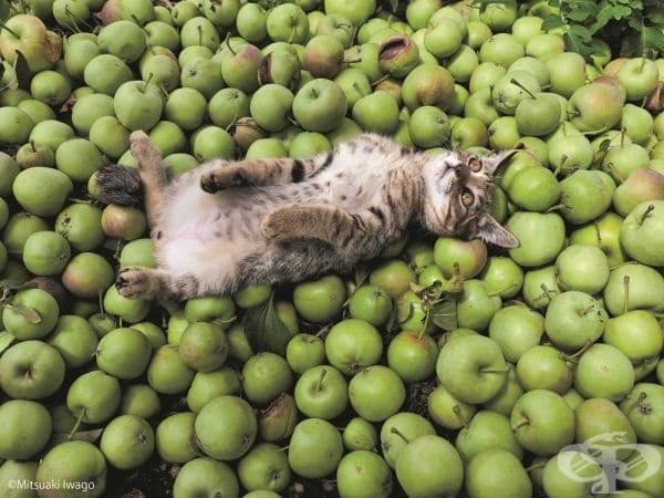 Котка сред ябълки.