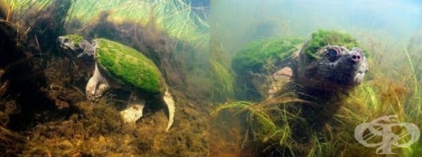 Костенурка, покрита с водорасли.