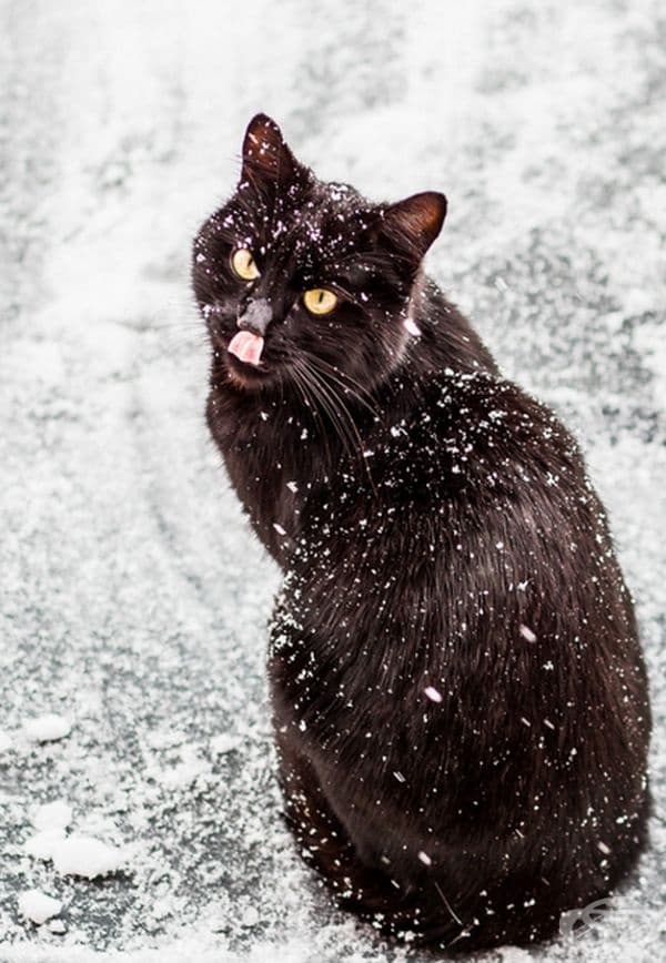 23 котки, които са тъмни като нощта