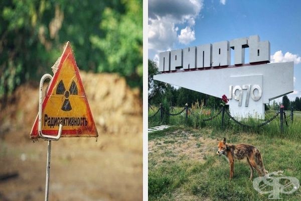 20 снимки от Чернобил, които показват как природата възстановява заразената земя - изображение