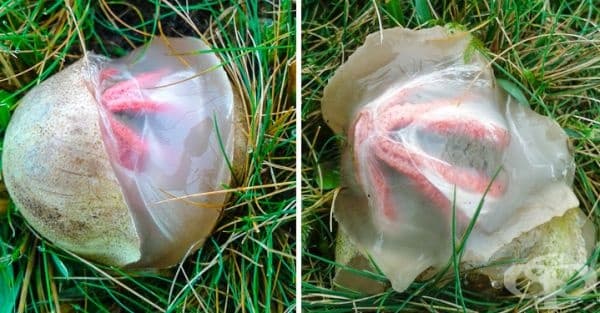 Това е гъба Octopus Stinkhorn.
