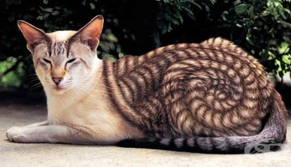 Тази котка е нарисувана от художник, но е толкова красива, че не можахме да не я споделим с вас.