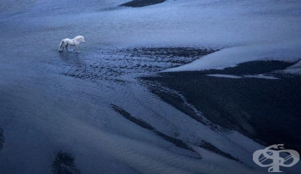 Снимки на приказни коне, живеещи в екстремни условия в Исландия