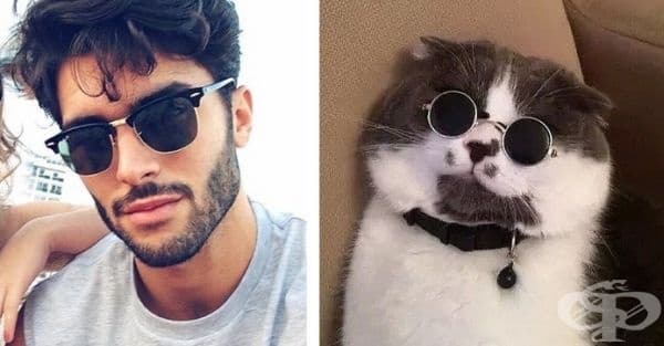 20 забавни колажа, които показват, че между котките и красивите мъже има нещо общо