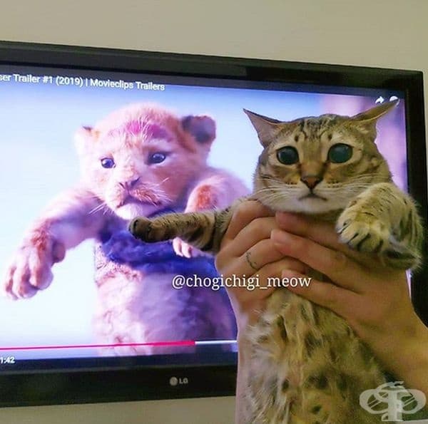 Котката лъв.