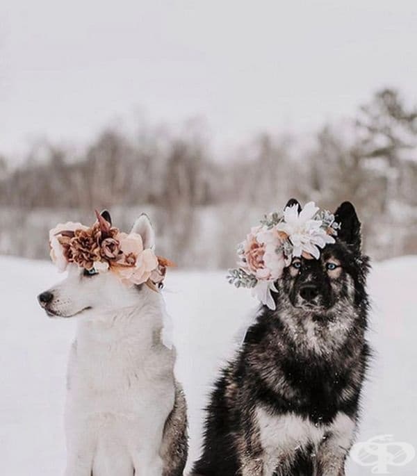 Котки и кучета с величествени корони от пъстри цветя
