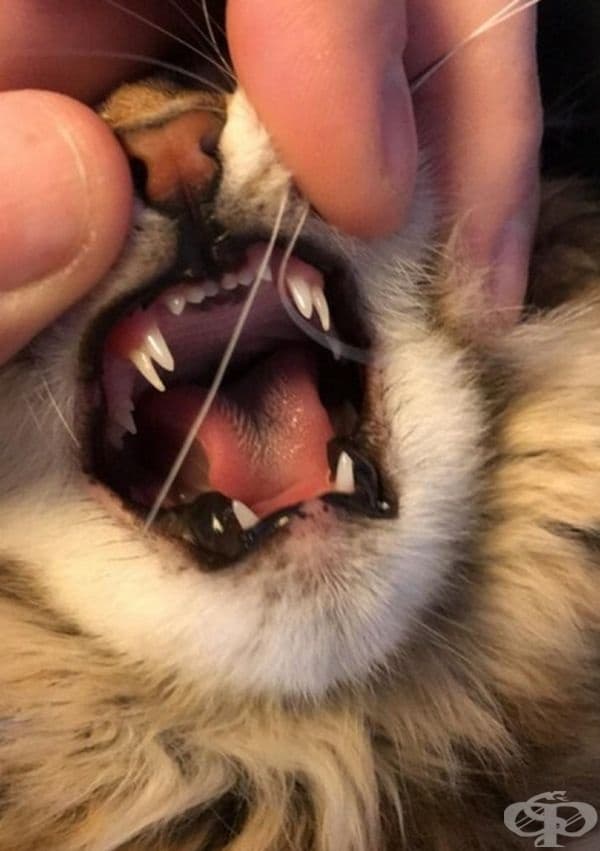 Коте с двойни зъби.