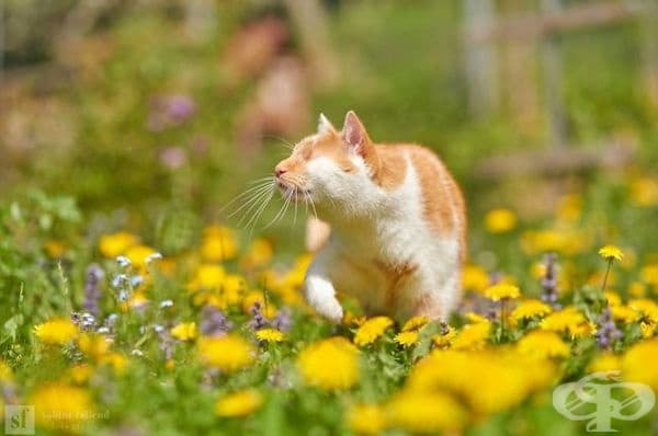 25 снимки на коте, което вижда със сърцето си
