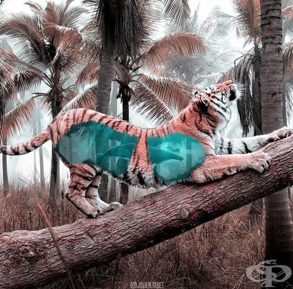Френски дигитален художник използва умело Photoshop и създава фантастични животни