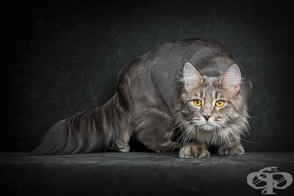 25 снимки за Мейн Кун – кралете на котките