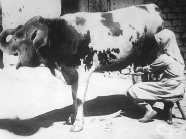 Жена дои крава с глава на слон. Първоаприлска шега на списание Het Leven, 1932 г.