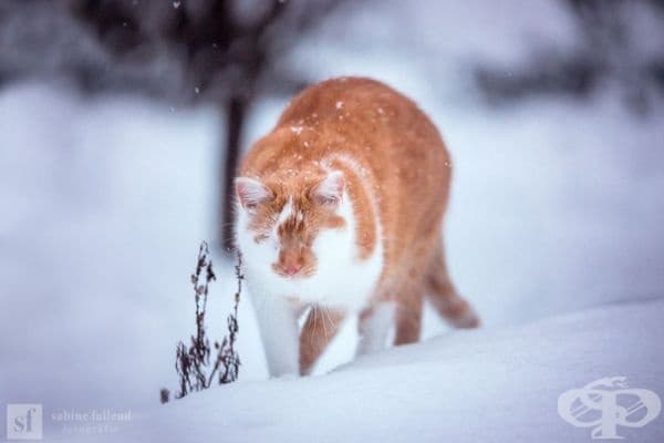 25 снимки на коте, което вижда със сърцето си