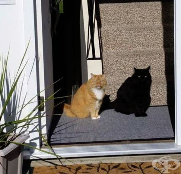 Котка и нейната сянка. Почакайте, това са две котки!