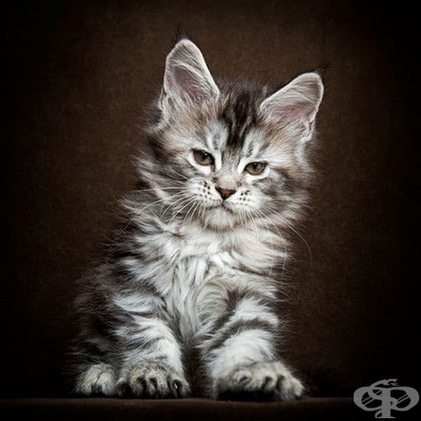 25 снимки за Мейн Кун – кралете на котките
