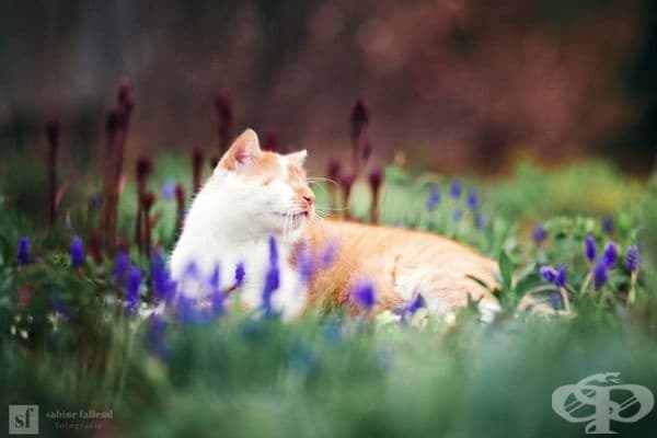 25 снимки на коте, което вижда със сърцето си
