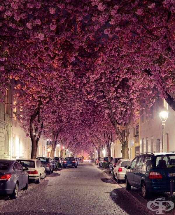 Cherry Blossom Avenu, Бон, Германия.