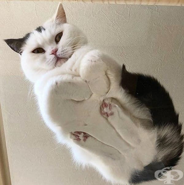 Котка, снимана под масата.