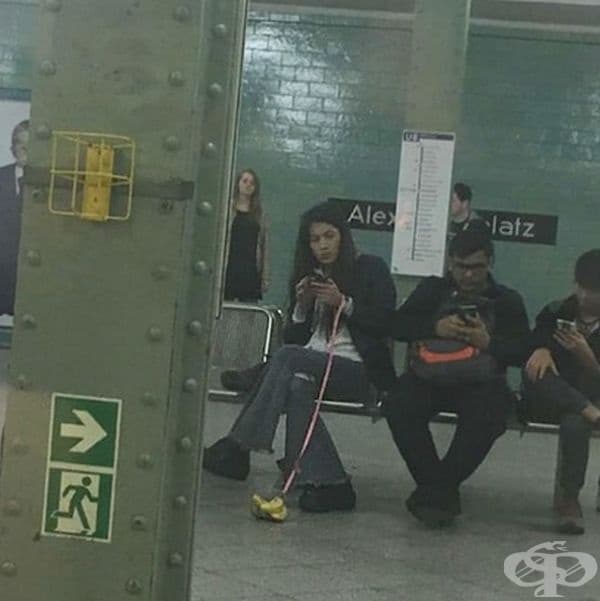 Бананите като домашни любимци са разрешени в метрото, само ако са на повод.