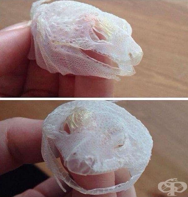 Когато гущера си смени кожата.