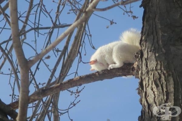 Виждали ли сте някога катеричка албинос?