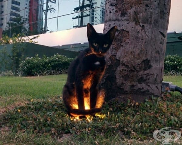 Котката се топли.