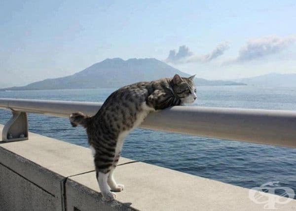 Котка гледа към океана.